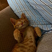 Pomsy joined the competition — help win amazing prizes! cat, closeup, couch, cozy, cute, domestic_cat, feline, fur, indoor, kitten, nap, orange_tabby, pet, pillow, relaxed, resting, sleeping, soft, striped, whiskers