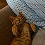 cat, closeup, couch, cozy, cute, domestic_cat, feline, fur, indoor, kitten, nap, orange_tabby, pet, pillow, relaxed, resting, sleeping, soft, striped, whiskers