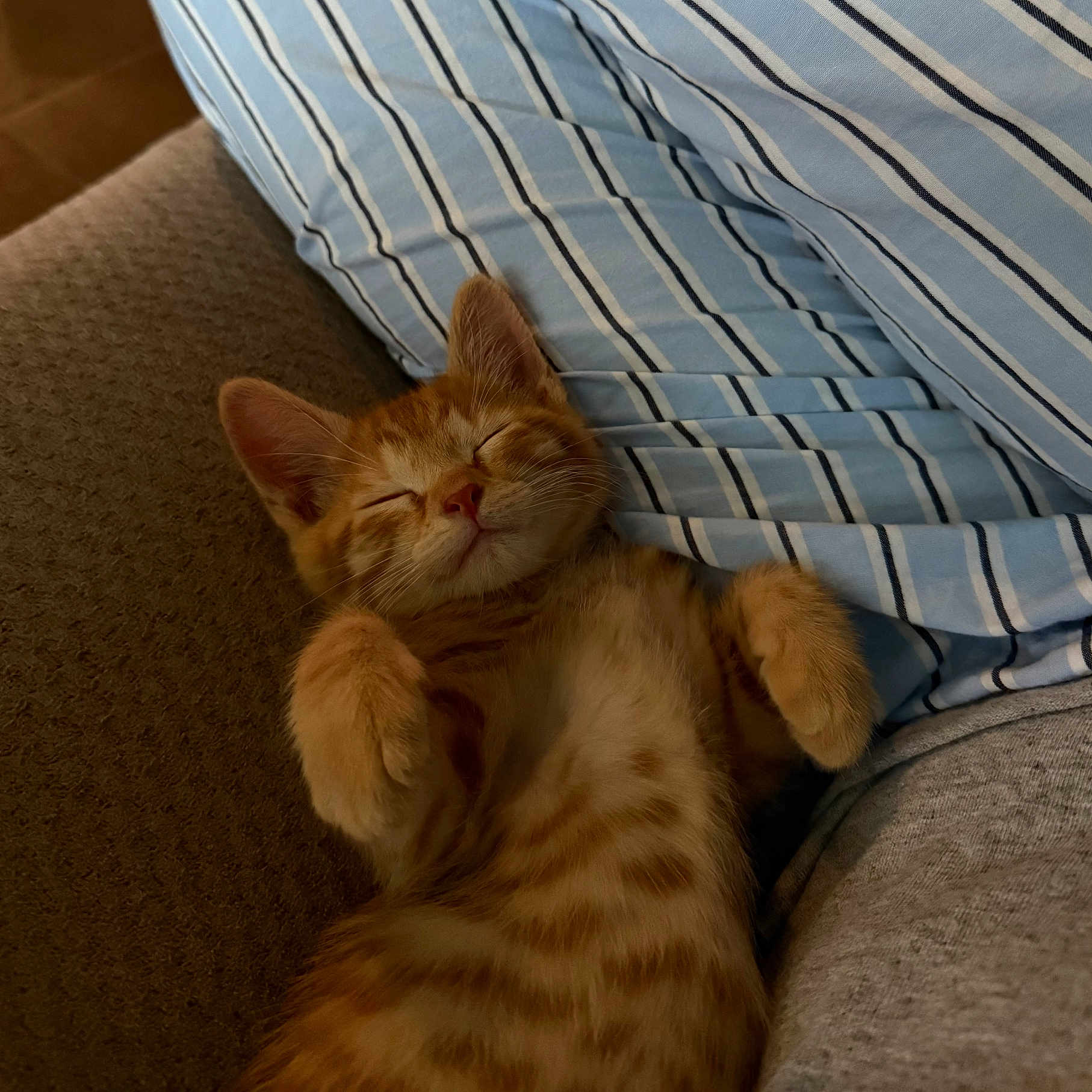 Pomsy joined the competition — help win amazing prizes! cat, closeup, couch, cozy, cute, domestic_cat, feline, fur, indoor, kitten, nap, orange_tabby, pet, pillow, relaxed, resting, sleeping, soft, striped, whiskers