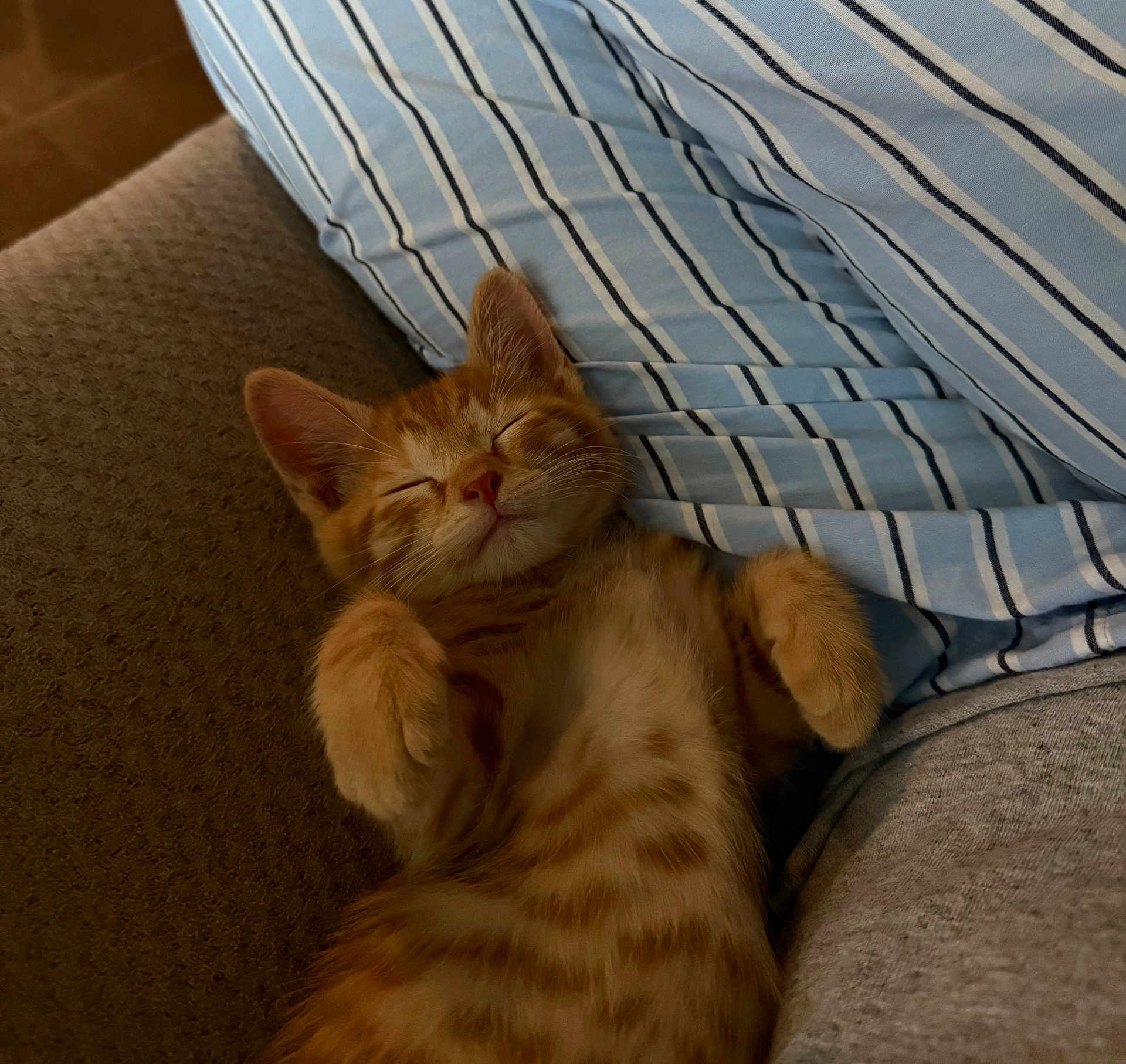 Pomsy joined the competition — help win amazing prizes! cat, closeup, couch, cozy, cute, domestic_cat, feline, fur, indoor, kitten, nap, orange_tabby, pet, pillow, relaxed, resting, sleeping, soft, striped, whiskers