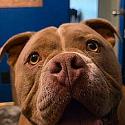 Tanaka joined the competition — help win amazing prizes! dog, pet, close_up, brown_fur, happy, tongue_out, indoor, face, ears, nose, animal, canine, cute, expression, looking_up, wall, blue_wall, doorway, sign, carpet