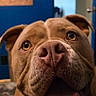 dog, pet, close_up, brown_fur, happy, tongue_out, indoor, face, ears, nose, animal, canine, cute, expression, looking_up, wall, blue_wall, doorway, sign, carpet