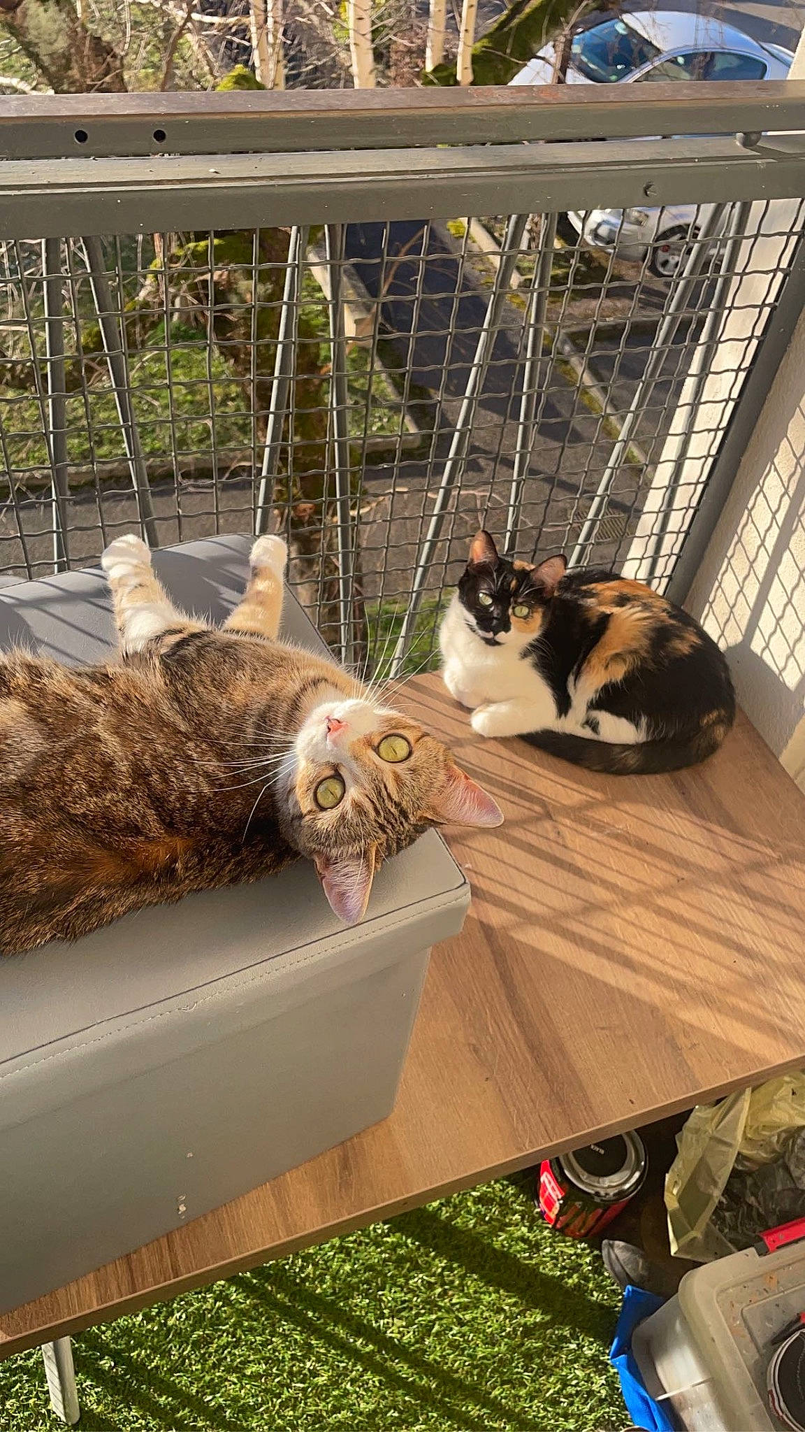 Iskya a rejoint le concours — aidez-le/la à gagner de superbes lots ! animal_shelter, cage, canidae, carnivore, cat, comfort, domestic_short_haired_cat, felidae, fur, grass, pet_supply, plant, small_to_medium_sized_cats, sporting_group, tail, terrestrial_animal, whiskers, wood