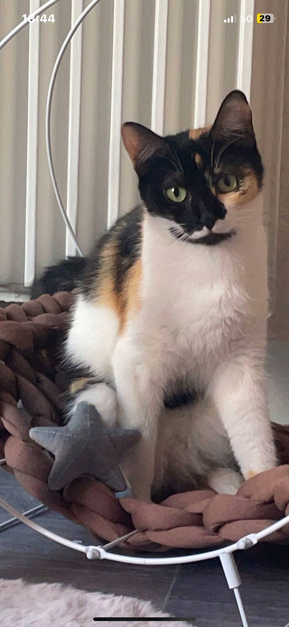 Iskya a rejoint le concours — aidez-le/la à gagner de superbes lots ! carnivore, cat, cat_supply, claw, comfort, domestic_short_haired_cat, felidae, fur, paw, sitting, small_to_medium_sized_cats, snout, tail, whiskers, window