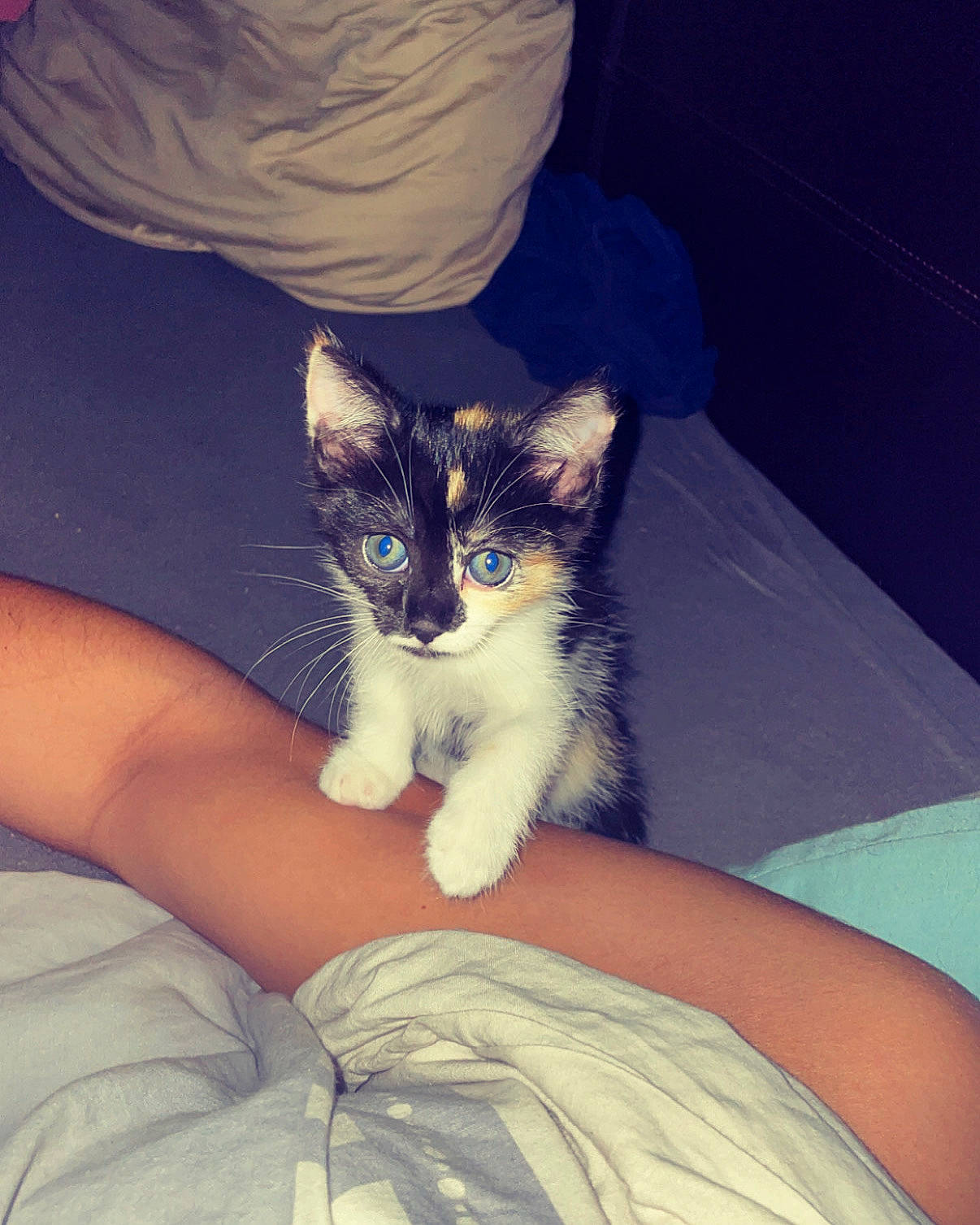 Iskya a rejoint le concours — aidez-le/la à gagner de superbes lots ! carnivore, cat, comfort, couch, domestic_short_haired_cat, electric_blue, eye, felidae, foot, fur, human_leg, lap, linens, nail, paw, sitting, small_to_medium_sized_cats, tail, thigh, whiskers