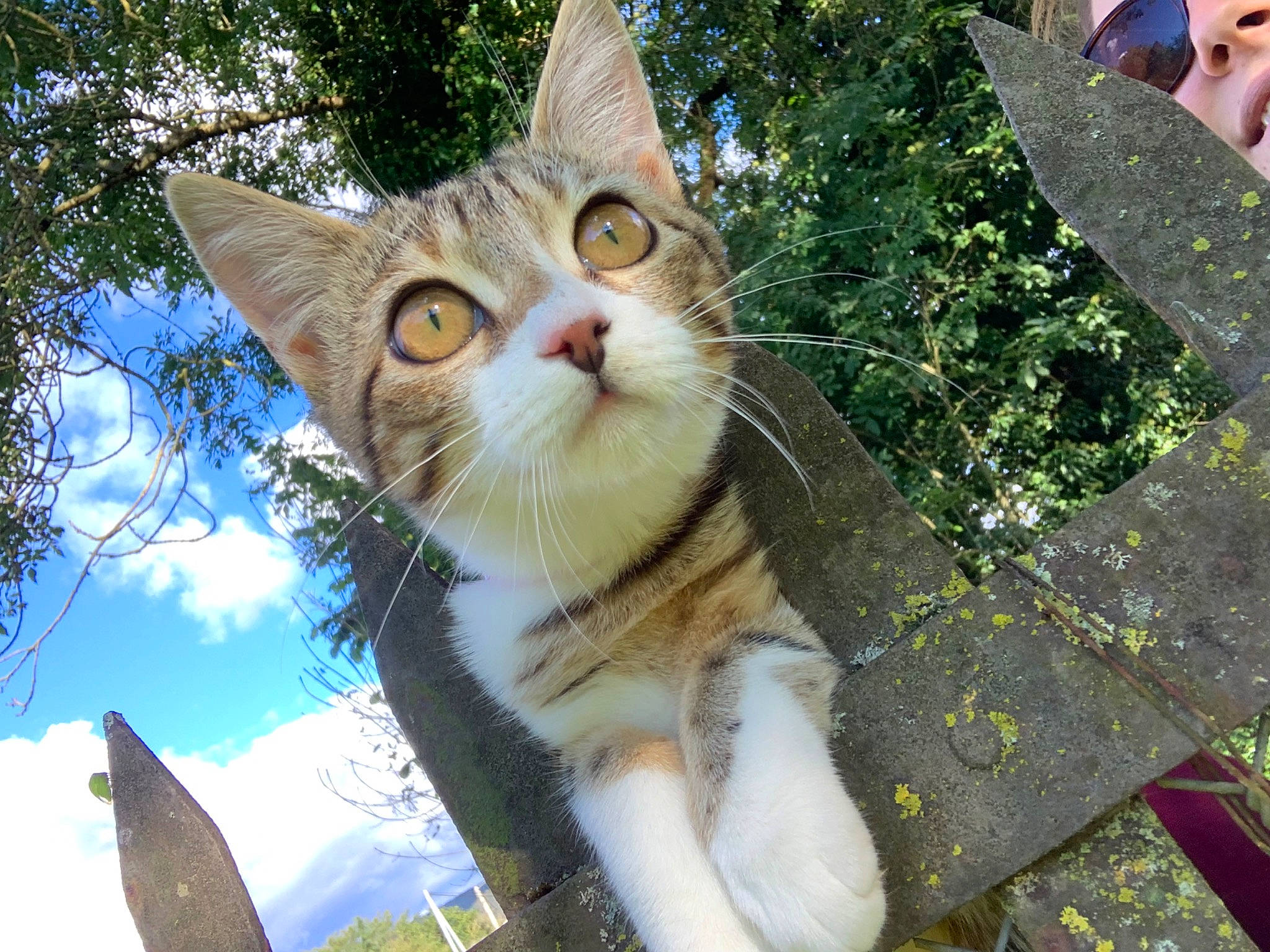 Perle a rejoint le concours — aidez-le/la à gagner de superbes lots ! art, carnivore, cat, cloud, domestic_short_haired_cat, fawn, felidae, fur, grass, iris, plant, sky, small_to_medium_sized_cats, snout, tail, tree, trunk, whiskers, wildlife, window