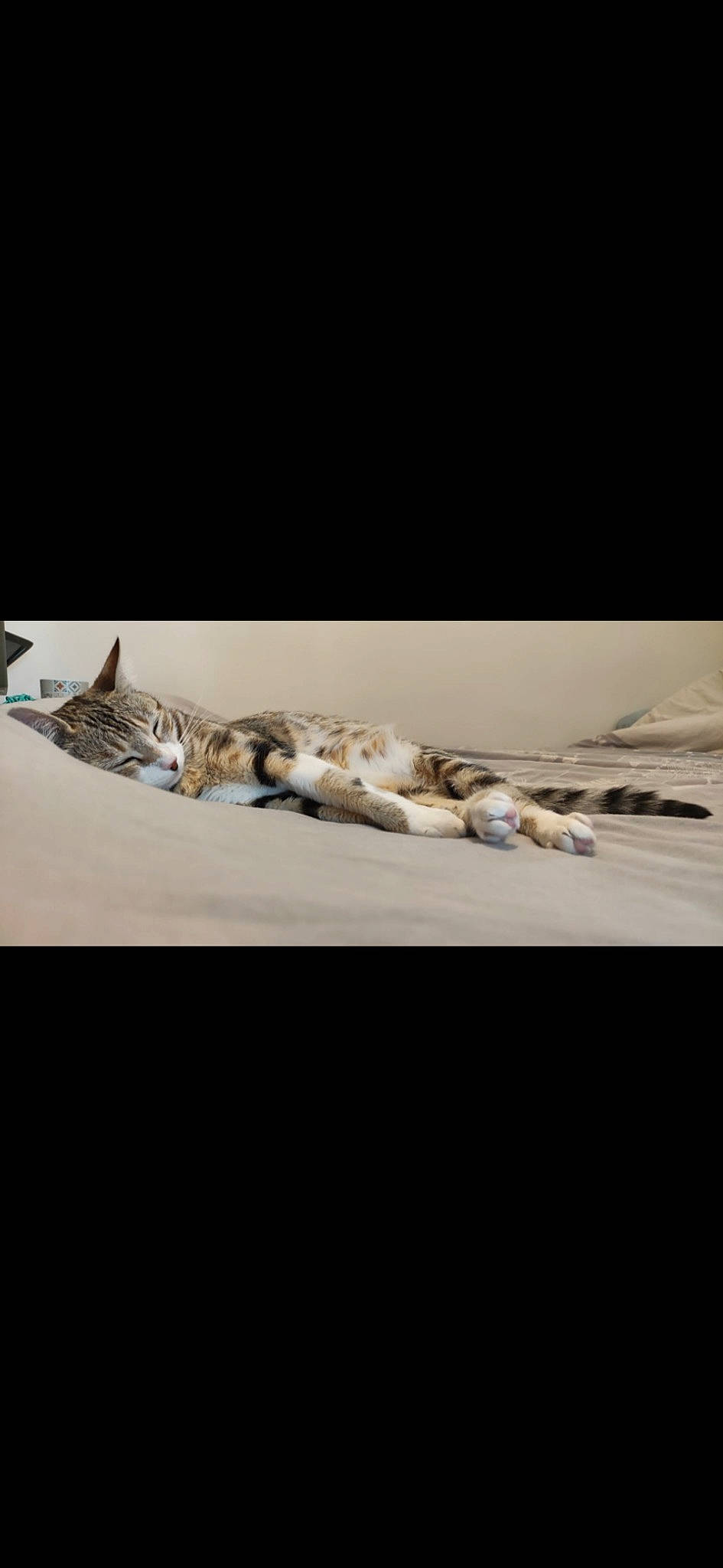 Perle a rejoint le concours — aidez-le/la à gagner de superbes lots ! carnivore, cat, comfort, domestic_short_haired_cat, felidae, fur, landscape, linens, metal, paw, rock, room, small_to_medium_sized_cats, tail, whiskers, wildlife, wood