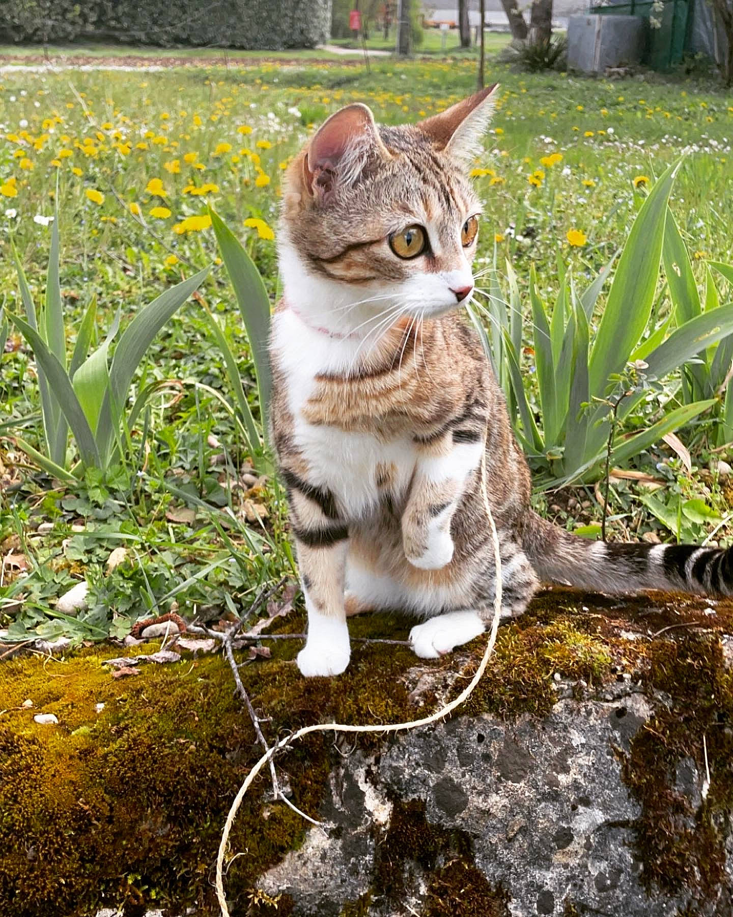 Perle a rejoint le concours — aidez-le/la à gagner de superbes lots ! carnivore, cat, domestic_short_haired_cat, fawn, felidae, fur, grass, grass_family, groundcover, plant, small_to_medium_sized_cats, snout, soil, tail, terrestrial_animal, tree, twig, vegetation, whiskers, wood