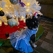 Molly joined the competition — help win amazing prizes! dog, dress, blue_dress, christmas_tree, ornaments, white_tree, holiday, festive, lights, floor, tile_floor, decorations, pet, cute, small_dog, indoor, celebration, seasonal, christmas, posing