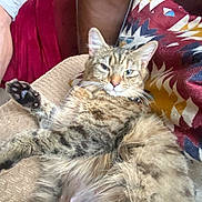 Misty joined the competition — help win amazing prizes! cat, tabby, fluffy, pet, indoor, couch, pillow, blanket, relaxed, feline, fur, whiskers, home, comfort, resting, living_room, closeup, animal, mammal, domestic