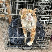 Jeremy joined the competition — help win amazing prizes! cat, cage, pet, orange_cat, white_cat, furry, indoor, carpet, metal_cage, bed, animal, looking, cute, feline, resting, paw, whiskers, ears, expression, household