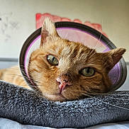 Simba participe au concours pour gagner de l'argent avec cette photo : cat, ginger_cat, close_up, cone, protective_collar, resting, green_eyes, whiskers, soft_blanket, indoor, pet, animal, fur, face, sleepy, cute, domestic_cat, nose, portrait, relaxed