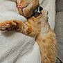 Simba a rejoint le concours — aidez-le/la à gagner de superbes lots ! cat, orange_tabby, sleeping, fluffy_blanket, stretching, collar, stitches, surgery, cozy, indoor, pet, nap, fur, whiskers, claws, pink_nose, relaxed, soft_texture, couch, comfort