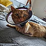 Simba participe au concours pour gagner de l'argent avec cette photo : cat, orange_cat, cone_collar, injury, stitches, bed, blanket, indoor, pet, recovery, fur, whiskers, animal, comfort, resting, close_up, domestic_cat, healing, cute, eyes