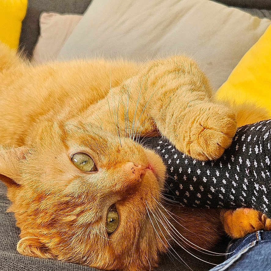 Simba participe au concours pour gagner de l'argent avec cette photo : cat, claws, couch, cozy, domestic_animal, feline, foot, gray_fabric, green_eyes, indoor, jeans, orange_tabby, paw, pet, playful, relaxed, resting, sock, whiskers, yellow_pillow