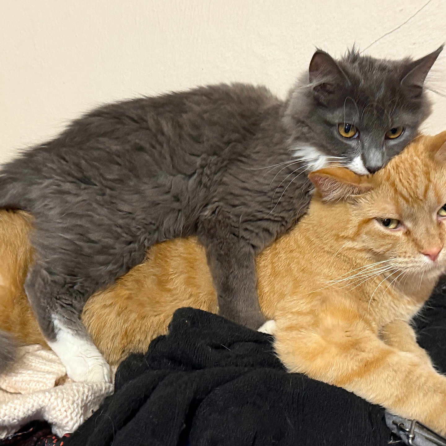 Henry And Esther joined the competition — help win amazing prizes! affection, animal, cat, close_up, companionship, cuddle, cute, domestic_cat, feline, fur, grey_cat, indoor, orange_cat, pets, pile_of_clothes, relaxed, resting, tabby, two_animals, whiskers