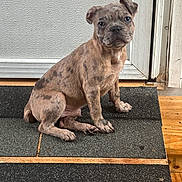 Axel joined the competition — help win amazing prizes! puppy, dog, brindle, pet, indoor, mat, door, wood_floor, curious, young, animal, canine, sitting, ears, wrinkles, cute, small, fur, floor, looking