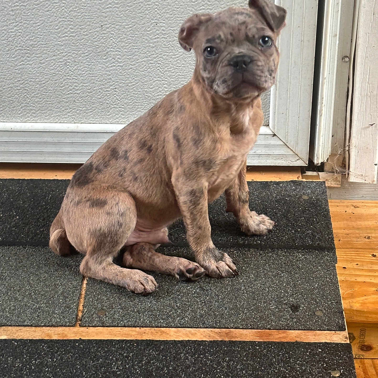 Axel joined the competition — help win amazing prizes! puppy, dog, brindle, pet, indoor, mat, door, wood_floor, curious, young, animal, canine, sitting, ears, wrinkles, cute, small, fur, floor, looking