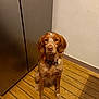 Sunny a rejoint le concours — aidez-le/la à gagner de superbes lots ! animal, brown_dog, cabinet, calm, canine, collar, dog, ears, floor, fur, indoor, looking, metallic_cabinet, nose, obedient, pet, quiet, sitting, waiting, wooden_floor