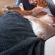 Sunny participe au concours pour gagner de l'argent avec cette photo : blanket, brown_and_white_dog, calm, close_up, collar, comfort, couch, cozy, dog, domestic_animal, furniture, home, indoor, living_room, pet, relaxation, resting, side_view, sleeping, wood_floor