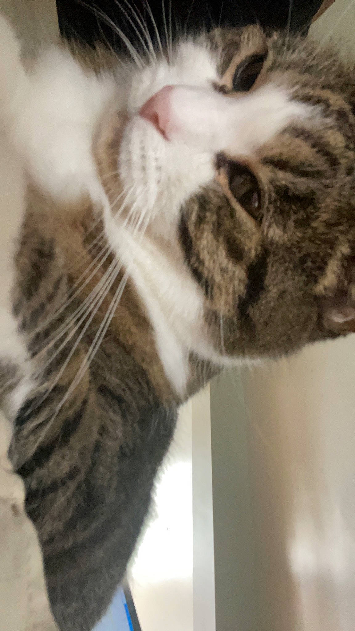 Tootsie is registered to the contest to win money with this photo: carnivore, cat, claw, close_up, domestic_short_haired_cat, ear, fawn, felidae, fur, paw, small_to_medium_sized_cats, snout, tail, terrestrial_animal, whiskers, wildlife