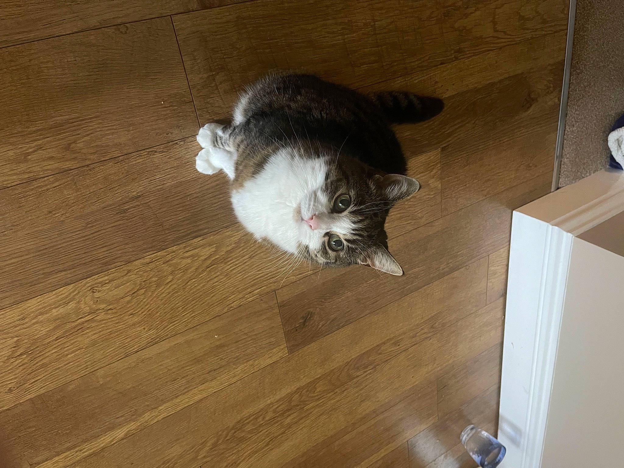 Tootsie is registered to the contest to win money with this photo: box, brown, carnivore, cat, dog_breed, domestic_short_haired_cat, fawn, felidae, floor, flooring, fur, hardwood, laminate_flooring, small_to_medium_sized_cats, tail, varnish, whiskers, wood, wood_flooring, wood_stain