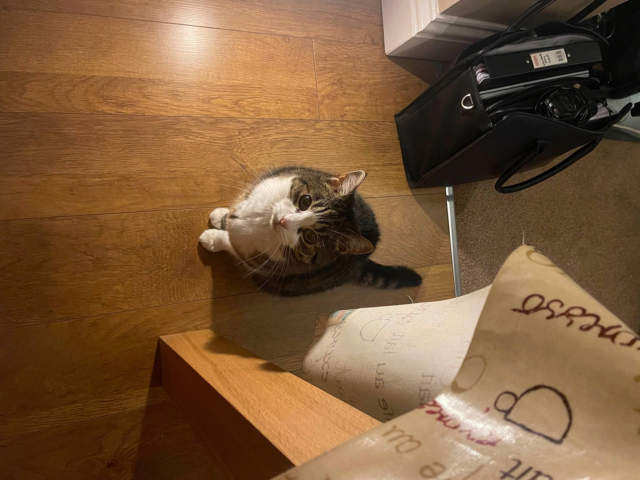 Tootsie is registered to the contest to win money with this photo: box, carnivore, cat, comfort, domestic_short_haired_cat, felidae, floor, flooring, font, fur, handwriting, hardwood, laminate_flooring, office_supplies, shipping_box, small_to_medium_sized_cats, tail, whiskers, wood, wood_flooring