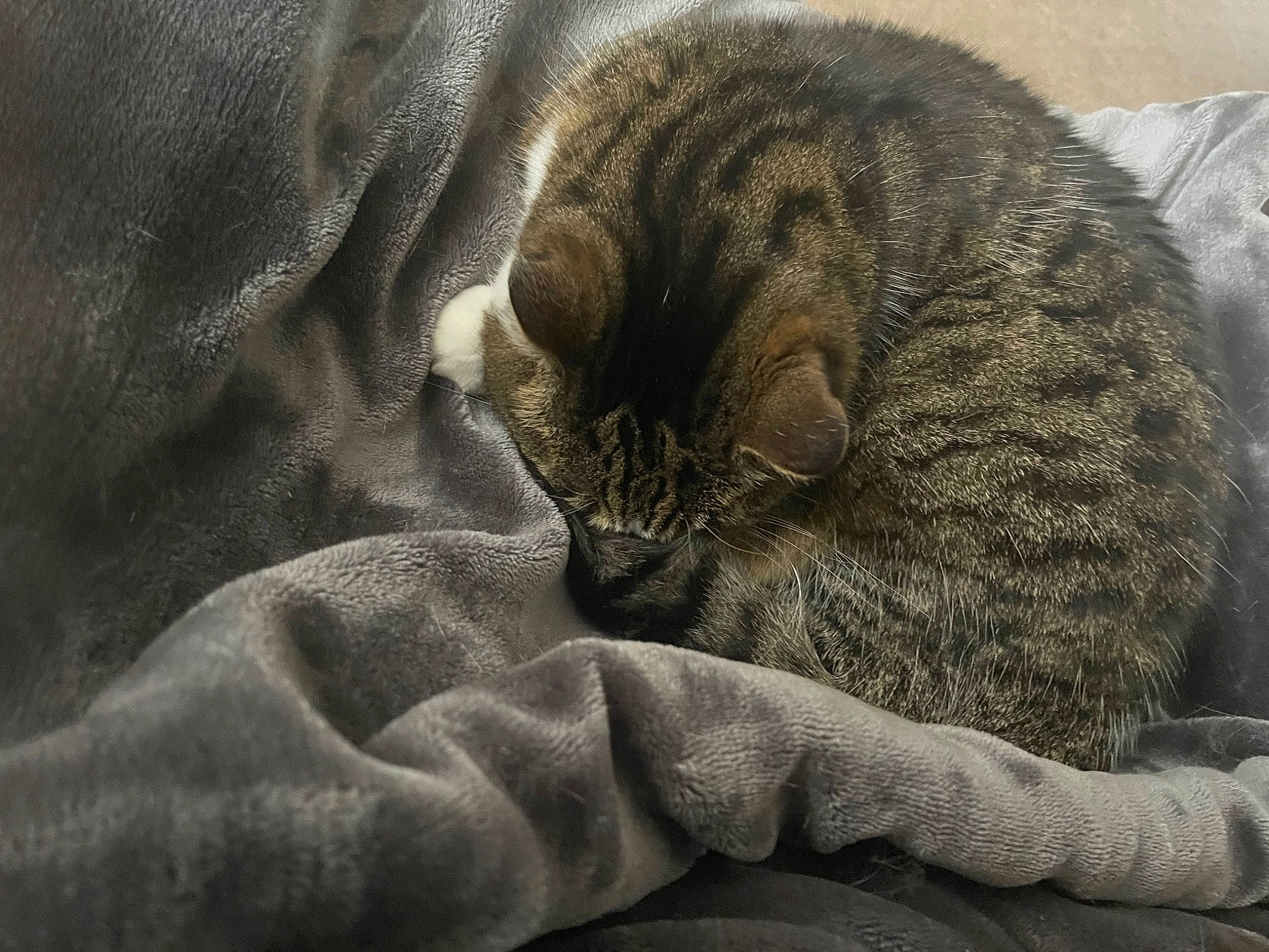 Tootsie is registered to the contest to win money with this photo: carnivore, cat, cat_bed, claw, comfort, domestic_short_haired_cat, felidae, fur, grey, linens, nap, paw, sleep, small_to_medium_sized_cats, snout, tail, terrestrial_animal, textile, whiskers, wrinkle