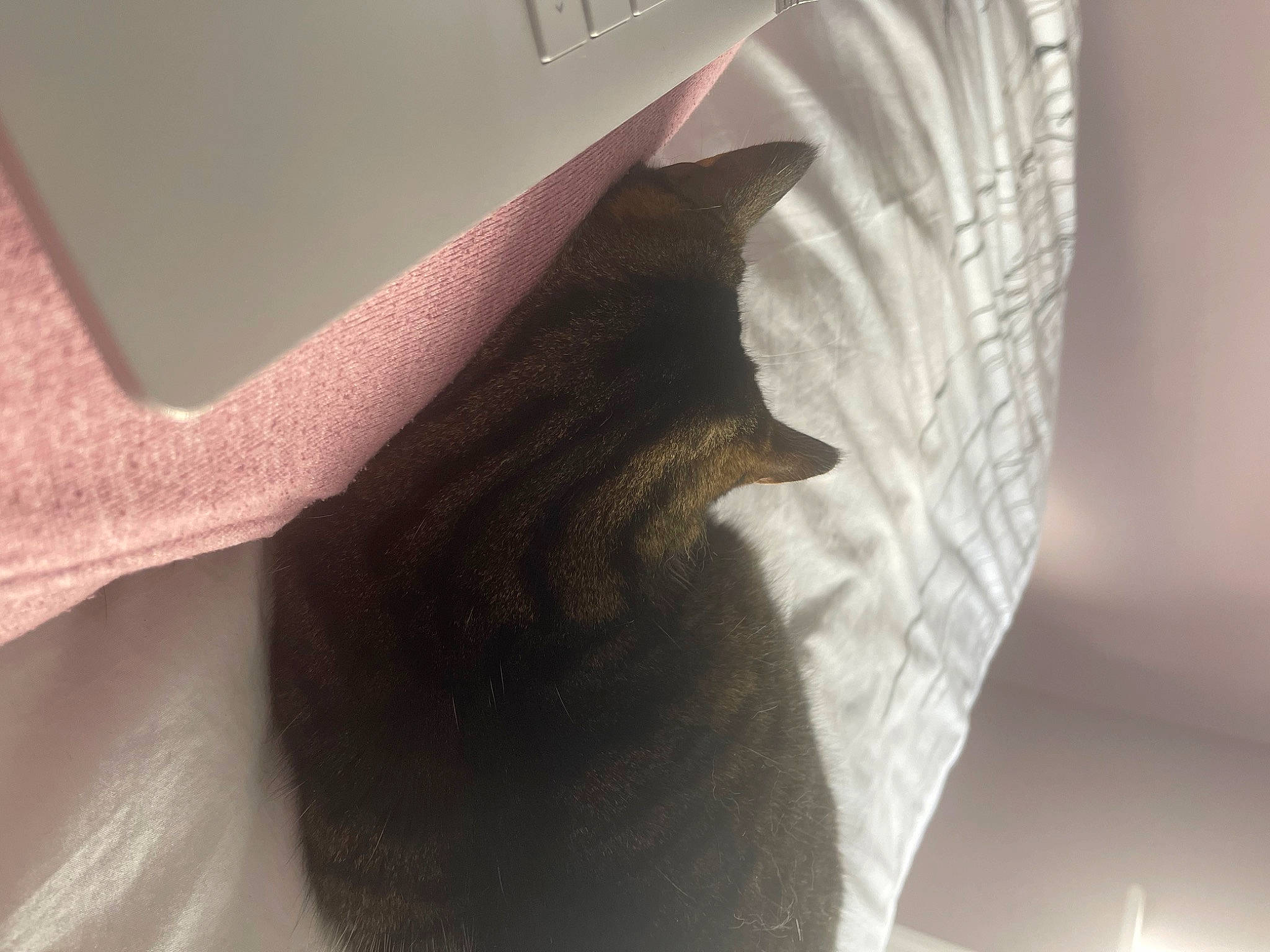 Tootsie joined the competition — help win amazing prizes! art, carmine, cat, dress, eyelash, fashion_accessory, felidae, fur, gesture, human_body, human_leg, jaw, linens, plant, sculpture, sleeve, small_to_medium_sized_cats, tints_and_shades, waist, whiskers