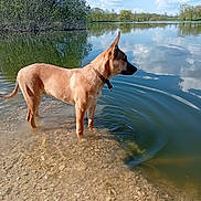 Gazo a rejoint le concours — aidez-le/la à gagner de superbes lots ! dog, canine, tan_dog, standing, lake, water, shoreline, wading, outdoors, nature, landscape, trees, clouds, sky, reflection, ripples, pebbles, collar, profile, sunlight