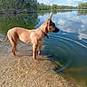 dog, canine, tan_dog, standing, lake, water, shoreline, wading, outdoors, nature, landscape, trees, clouds, sky, reflection, ripples, pebbles, collar, profile, sunlight