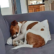 Alba participe au concours pour gagner de l'argent avec cette photo : dog, sleeping, couch, pillow, living_room, brown_and_white, curled_up, pet, collar, nap, cozy, indoor, furniture, domestic_dog, relaxed, home, interior, kitchen_background, grey_sofa, paw