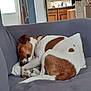 dog, sleeping, couch, pillow, living_room, brown_and_white, curled_up, pet, collar, nap, cozy, indoor, furniture, domestic_dog, relaxed, home, interior, kitchen_background, grey_sofa, paw