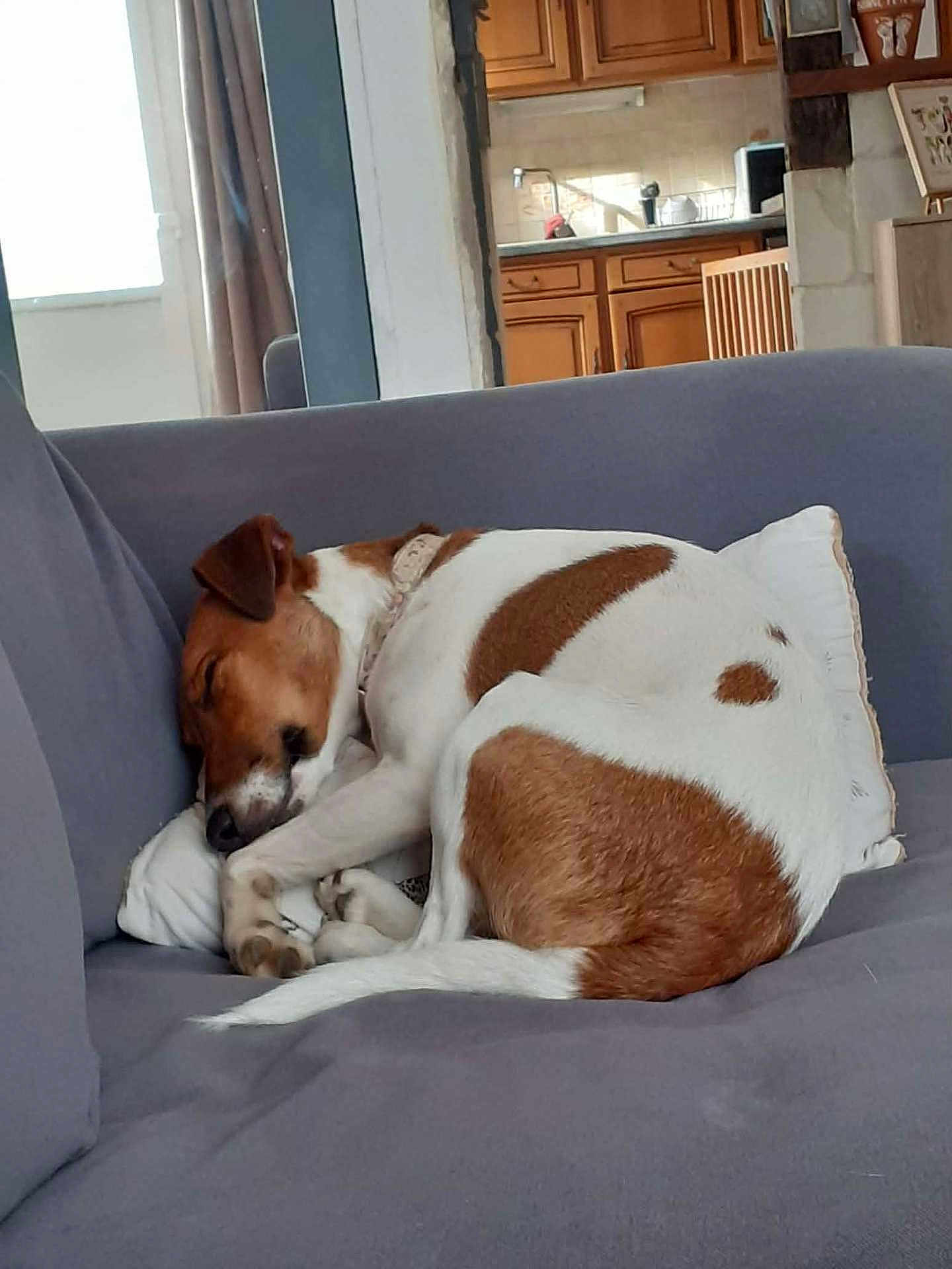 Alba participe au concours pour gagner de l'argent avec cette photo : dog, sleeping, couch, pillow, living_room, brown_and_white, curled_up, pet, collar, nap, cozy, indoor, furniture, domestic_dog, relaxed, home, interior, kitchen_background, grey_sofa, paw