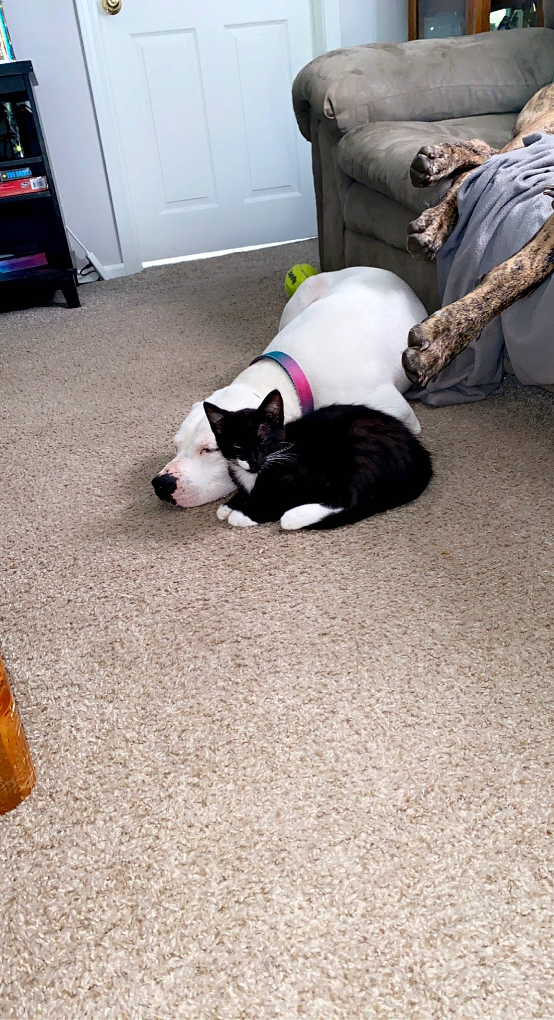 Abby joined the competition — help win amazing prizes! carnivore, cat, comfort, companion_dog, dog_breed, door, felidae, floor, flooring, fur, grey, hardwood, human_leg, mammal, sitting, small_to_medium_sized_cats, snout, tail, whiskers, wood