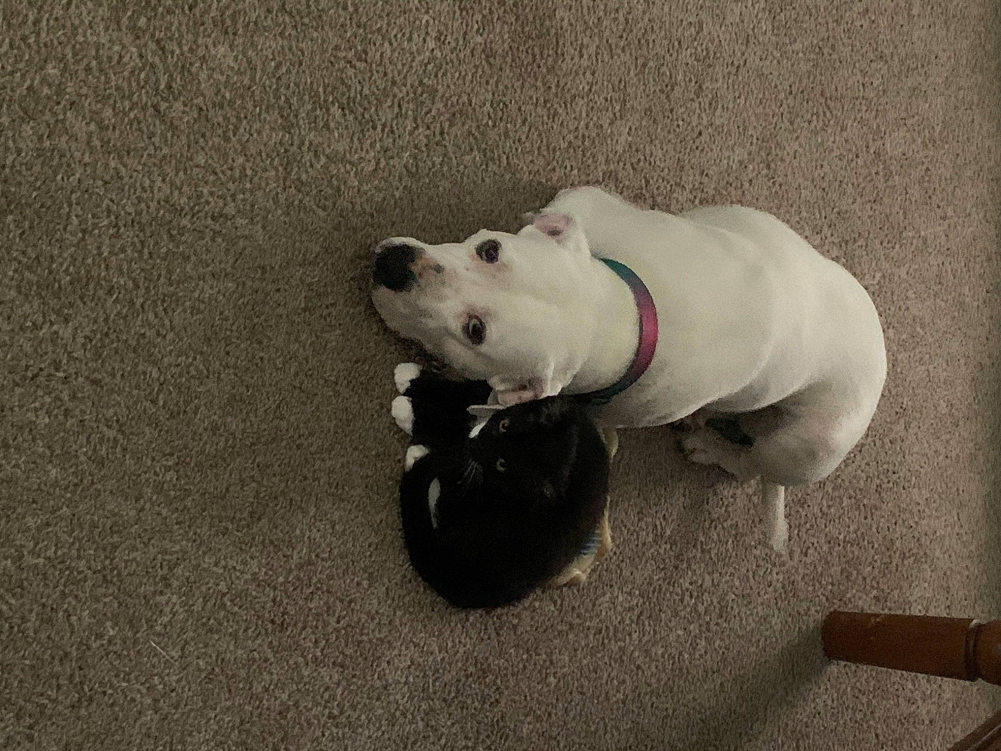 Abby is registered to the contest to win money with this photo: canidae, carnivore, collar, companion_dog, concrete, dog, dog_breed, dog_collar, dogo_guatemalteco, fashion_accessory, fawn, non_sporting_group, paw, pet_supply, road_surface, snout, sporting_group, tail, toy, working_animal