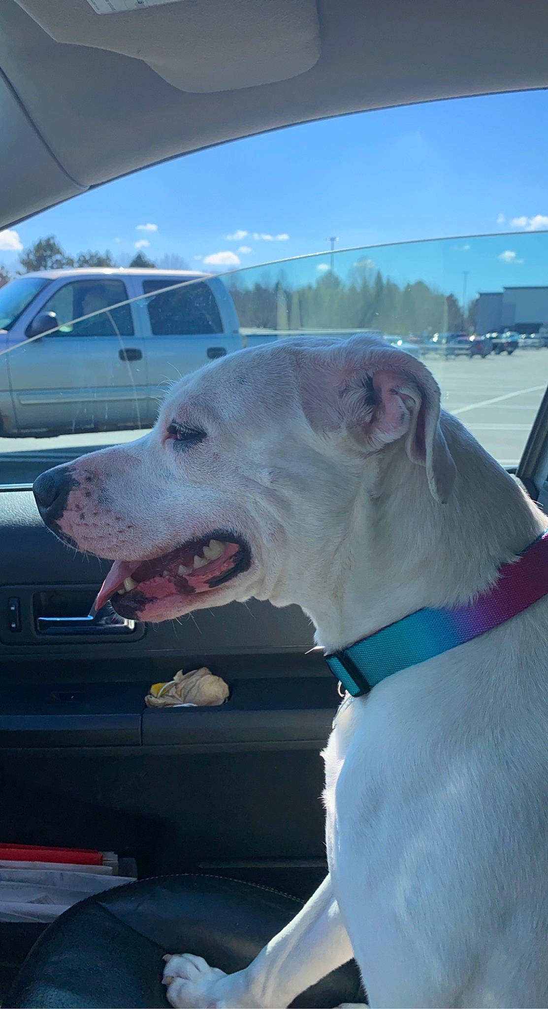 Abby is registered to the contest to win money with this photo: automotive_lighting, car, carnivore, cloud, collar, companion_dog, dog, dog_breed, dog_collar, fawn, hood, jaw, pet_supply, sky, snout, vehicle, vehicle_door, whiskers, white, working_animal