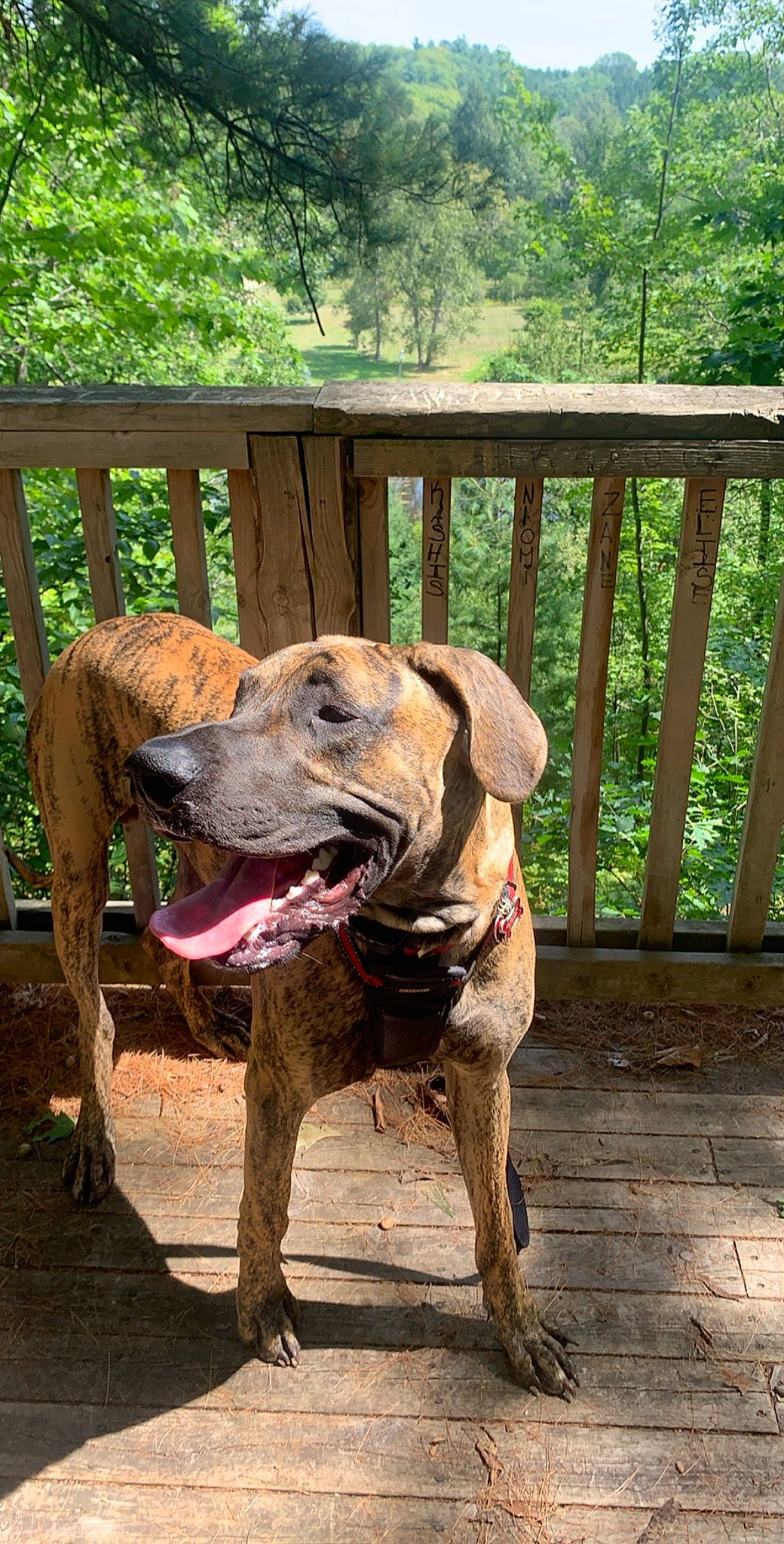 Maverick is registered to the contest to win money with this photo: carnivore, collar, companion_dog, dog, dog_breed, dog_collar, dog_supply, fawn, fence, grass, guard_dog, hound, liver, plant, snout, sporting_group, terrestrial_animal, tree, wood, working_animal