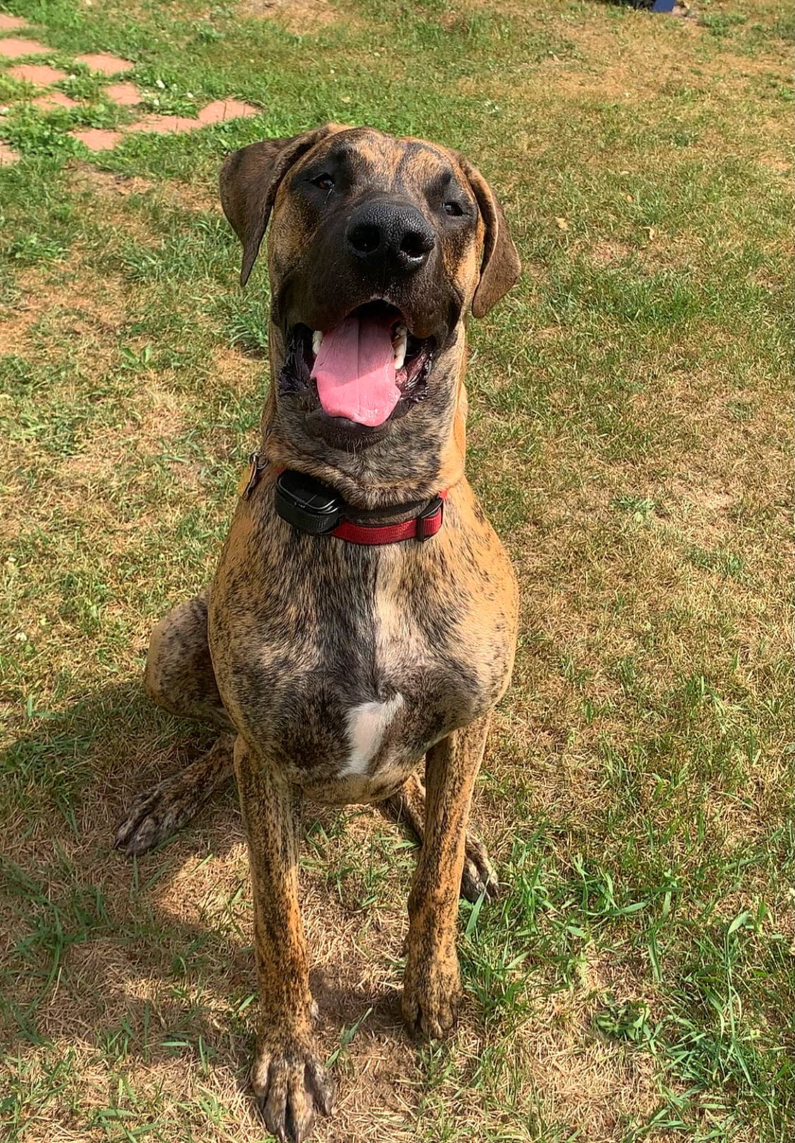 Maverick is registered to the contest to win money with this photo: borador, canidae, carnivore, collar, companion_dog, dog, dog_breed, dog_collar, dog_supply, fawn, grass, guard_dog, gun_dog, liver, molosser, sporting_group, tail, terrestrial_animal, working_animal, working_dog