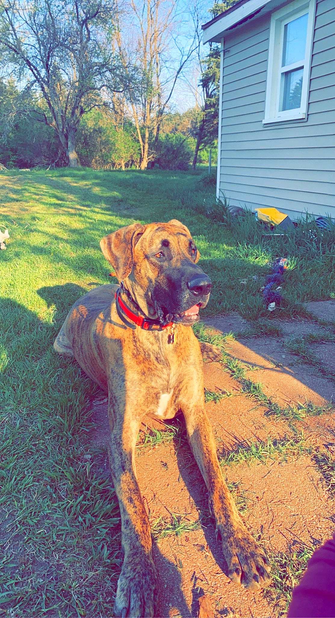Maverick is registered to the contest to win money with this photo: carnivore, collar, companion_dog, dog, dog_breed, dog_collar, door, fawn, grass, house, landscape, plant, siding, sky, soil, sporting_group, tail, tree, window, working_animal