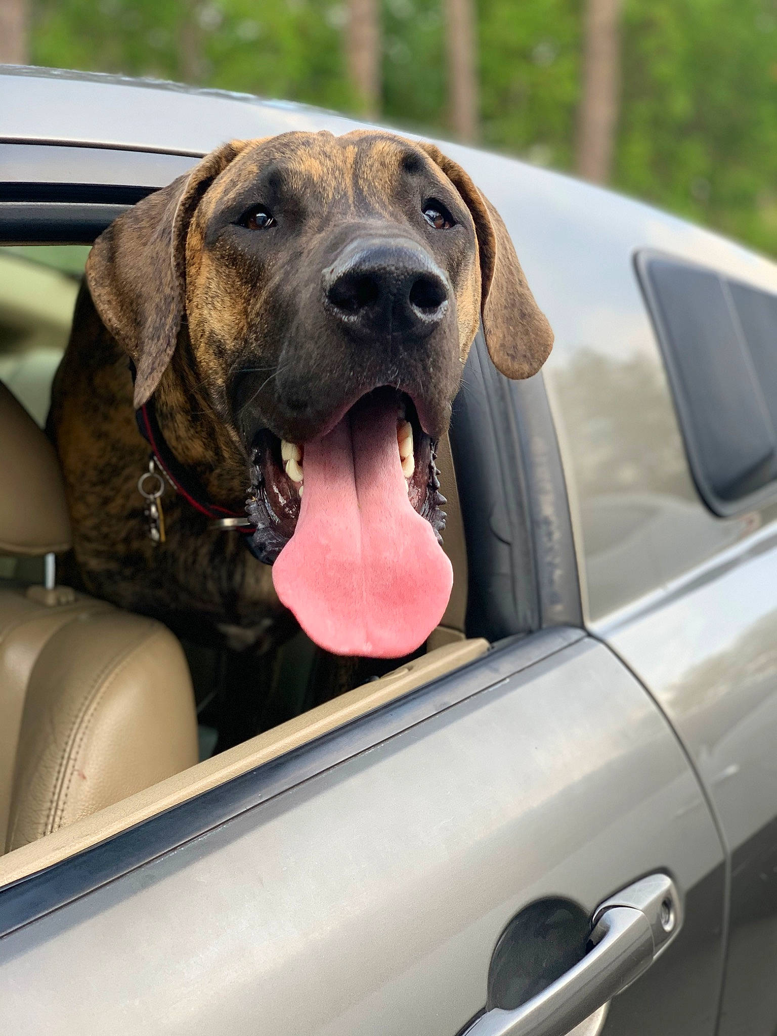 Maverick is registered to the contest to win money with this photo: auto_part, automotive_exterior, automotive_mirror, car, car_seat, carnivore, companion_dog, dog, dog_breed, dog_collar, door, door_handle, fawn, hood, motor_vehicle, personal_luxury_car, snout, vehicle, vehicle_door, windshield