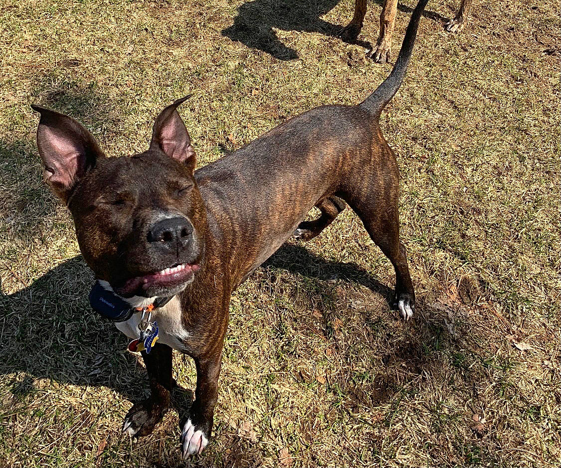 Bronco is registered to the contest to win money with this photo: ancient_dog_breeds, canidae, carnivore, collar, dog, dog_breed, dog_collar, fawn, grass, hunting_dog, liver, non_sporting_group, snout, soil, sporting_group, terrestrial_animal, working_animal