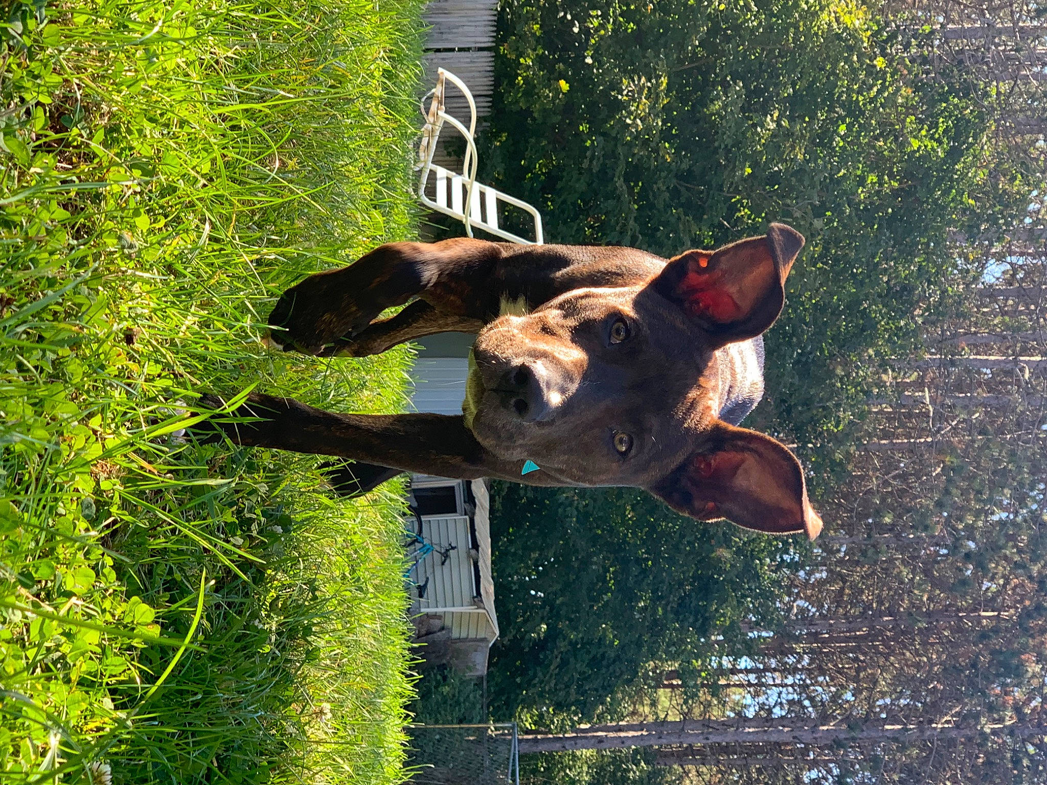 Bronco is registered to the contest to win money with this photo: canidae, carnivore, dog, dog_breed, fawn, grass, guard_dog, landscape, plant, reflection, shrub, snout, sporting_group, tree, trunk, water, wildlife, window, wood, working_animal