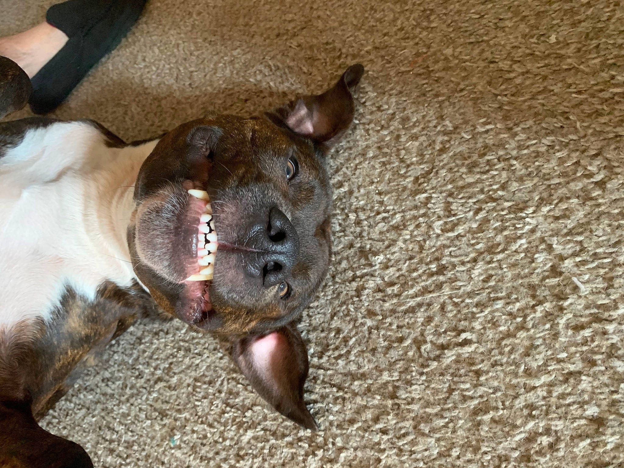 Bronco joined the competition — help win amazing prizes! canidae, carnivore, collar, companion_dog, dog, dog_breed, dog_collar, fawn, fur, guard_dog, liver, molosser, non_sporting_group, paw, snout, sporting_group, terrestrial_animal, whiskers, working_animal, working_dog