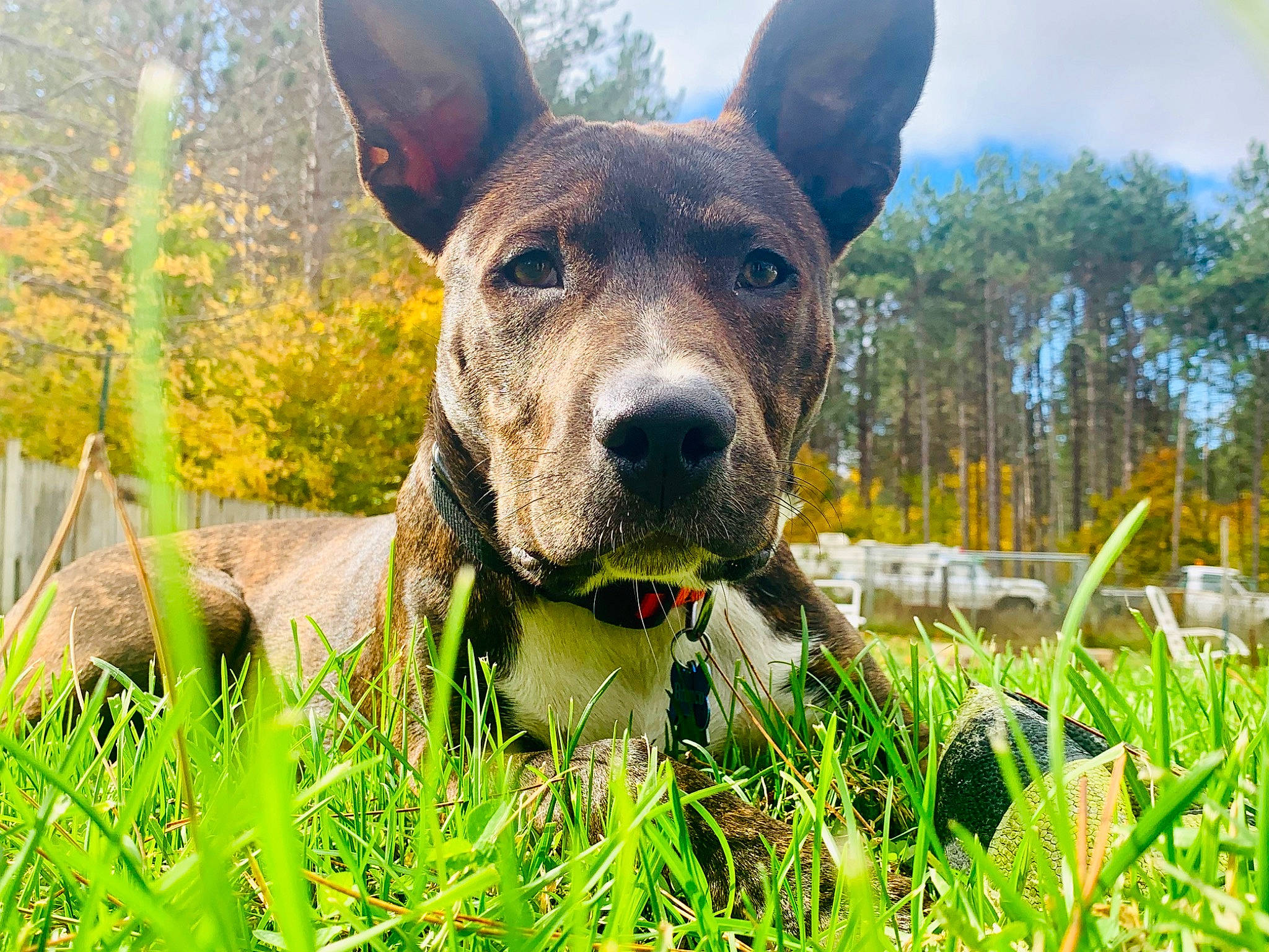 Bronco is registered to the contest to win money with this photo: canidae, carnivore, cloud, collar, companion_dog, dog, dog_breed, dog_collar, eye, fawn, grass, grassland, plant, sky, snout, sporting_group, terrestrial_animal, tree, whiskers, working_animal