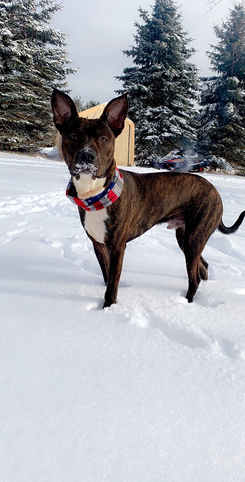 Bronco joined the competition — help win amazing prizes! adventure, canidae, carnivore, collar, dog, dog_breed, dog_collar, dog_supply, electric_blue, fawn, freezing, pet_supply, recreation, sky, snout, snow, sporting_group, tree, winter, working_animal