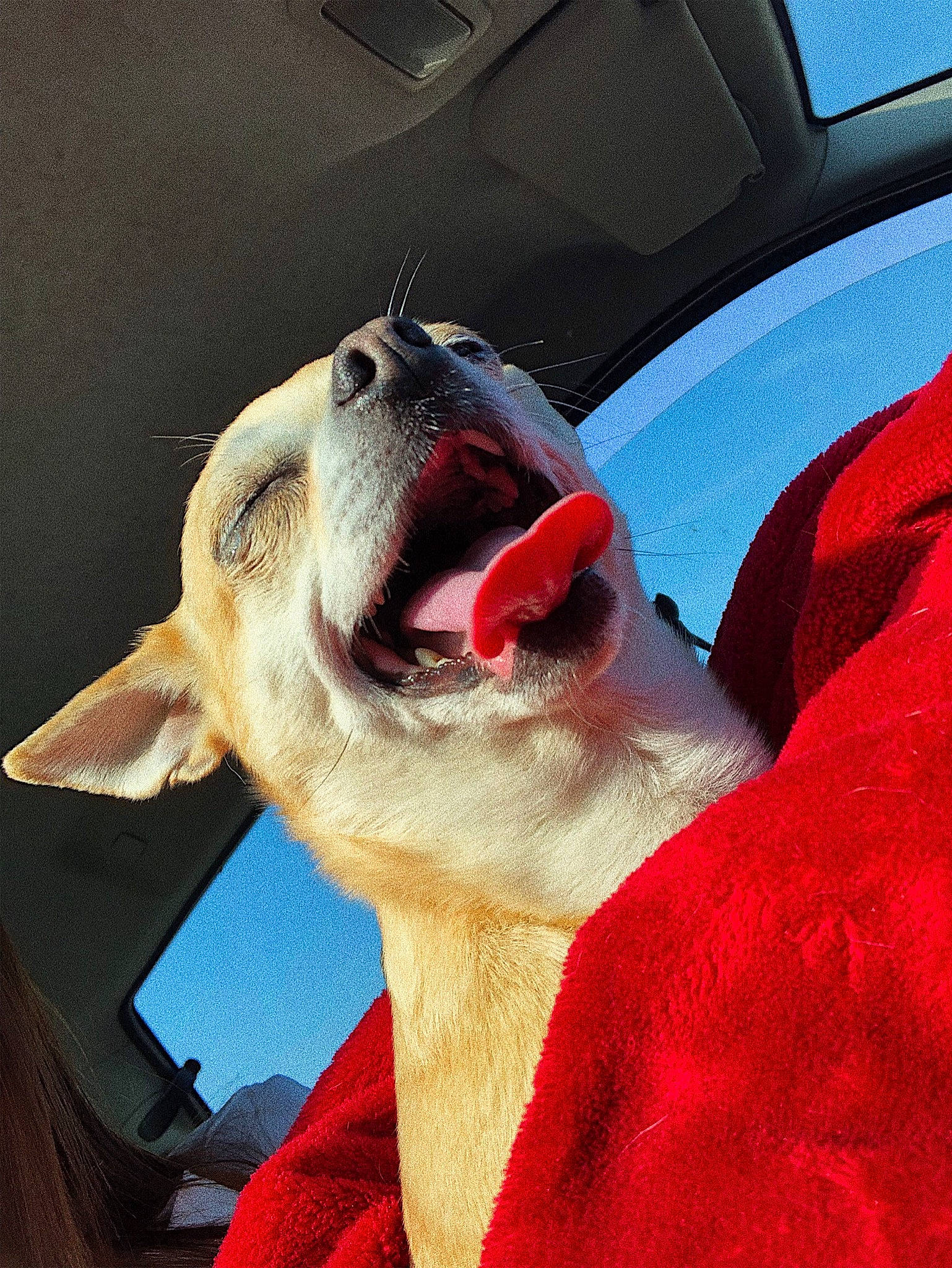 Kenya participe au concours pour gagner de l'argent avec cette photo : boston_terrier, canidae, carnivore, dog, dog_breed, ear, facial_expression, fawn, jaw, mouth, non_sporting_group, nose, organ, red, snout, tongue, whippet