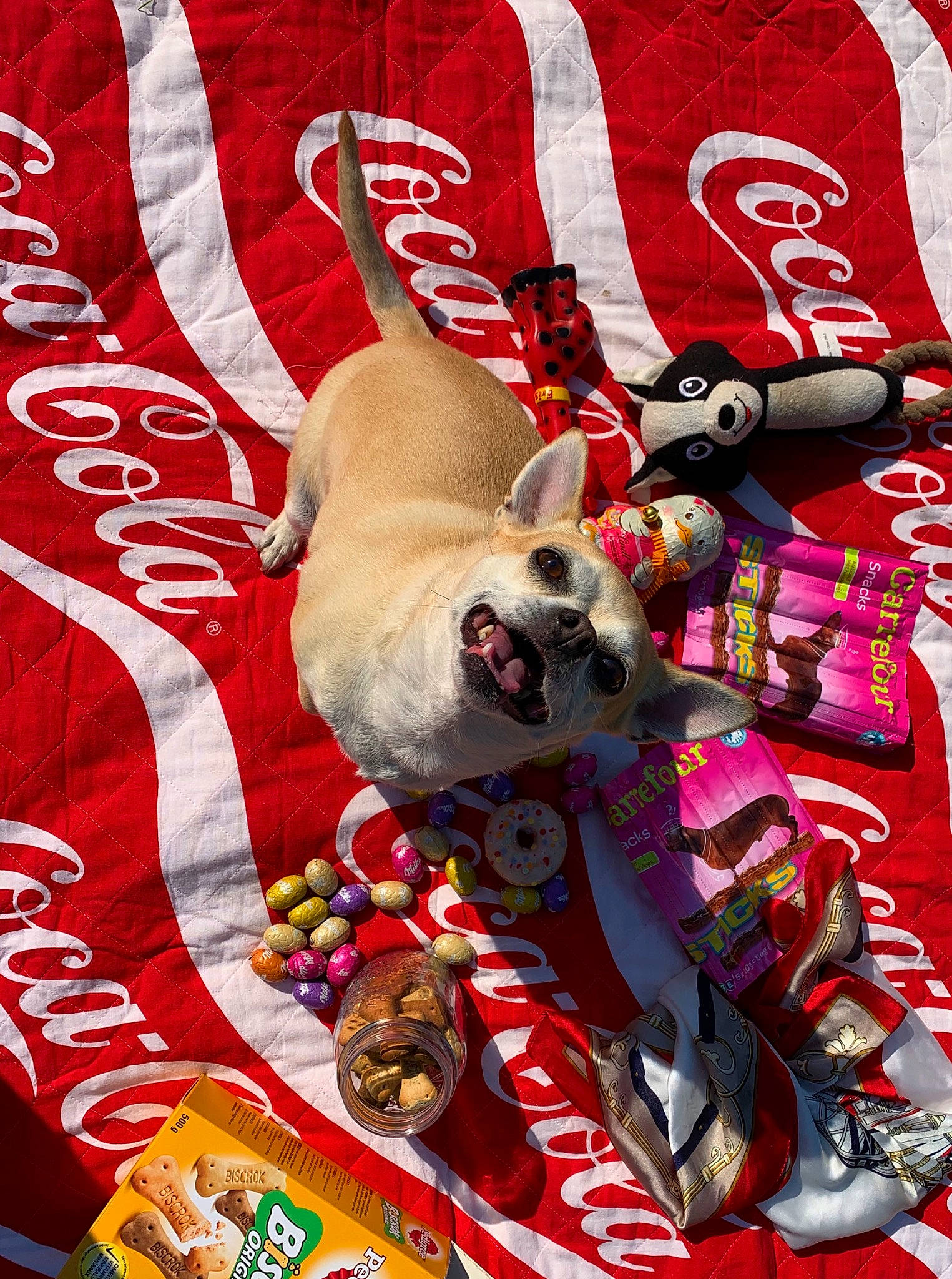 Kenya participe au concours pour gagner de l'argent avec cette photo : canidae, carnivore, chihuahua, dog, dog_breed, dog_clothes, fawn, sporting_group