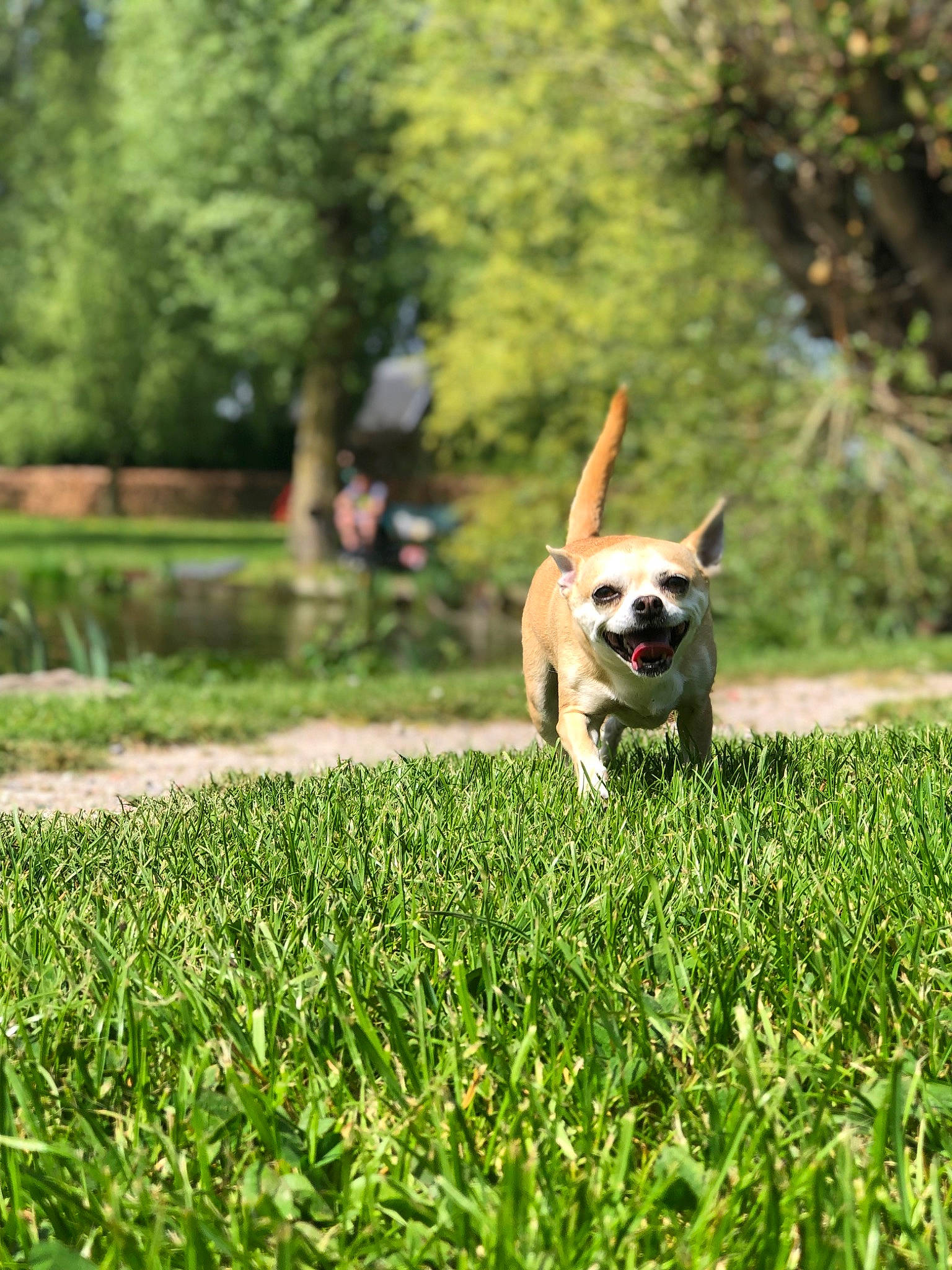 Kenya participe au concours pour gagner de l'argent avec cette photo : canidae, carnivore, companion_dog, dog, dog_breed, fawn, french_bulldog, grass, lawn, mammal, plant, pug, puggle, puppy, sporting_group, tail, tree, vertebrate