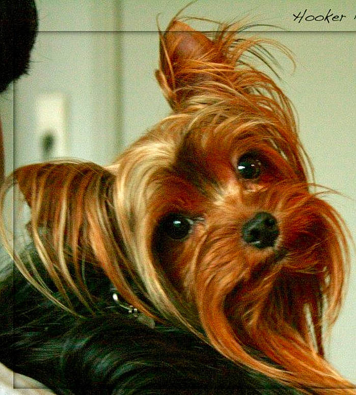 Hooker